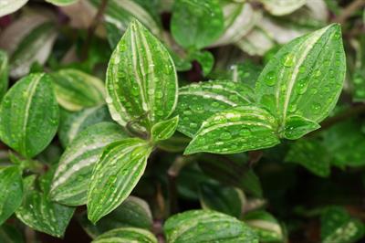 Tradescantia flumine